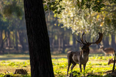 A herd of fallow deers in a forest during rutting season during the morning hours at a sunny day in autumn.の写真素材