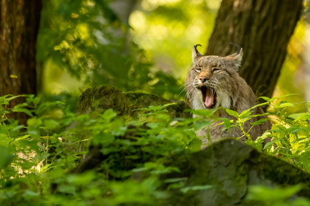 A beautiful lynx  hiding in a forest in a natural reserve in Germany at a sunny day in autumn.の写真素材