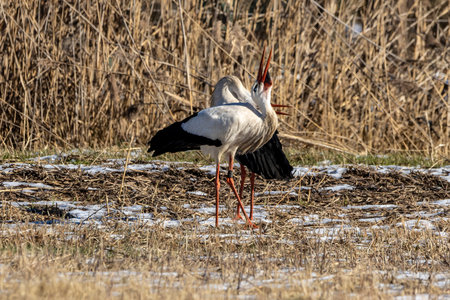 A couple of storks on a meadow at a cold day in winter next to BÃ¼ttelborn in Hesse, Germany.