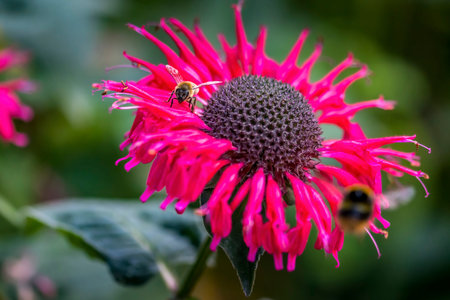 Beautiful flowers in a public park in Frankfurt, Hesse at a sunny day in summer.