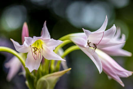 Beautiful flowers in a public park in Frankfurt, Hesse at a sunny day in summer.の写真素材