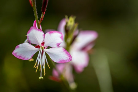Beautiful flowers in a public park in Frankfurt, Hesse at a sunny day in summer.の写真素材