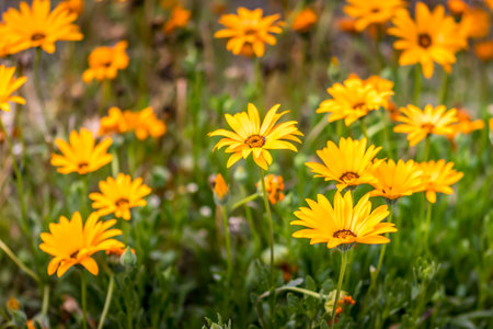 Beautiful flowers in a public park in Frankfurt, Hesse at a sunny day in summer.