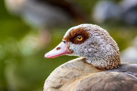 An egyptian goose or also called nil goose looking for food in a meadow at the so called Kalscheurer Weiher, a pond in Cologne Germany.の写真素材