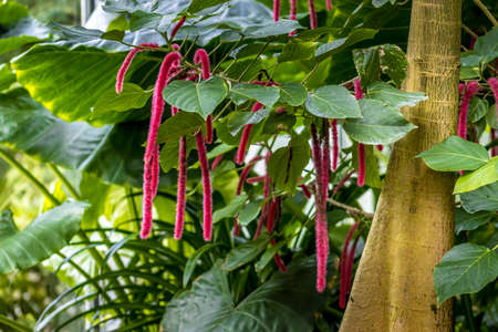 Beautiful tropical flowers in a public park in Frankfurt, Hesse at a sunny day in summer.の写真素材