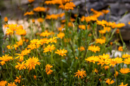 Beautiful flowers in a public park in Frankfurt, Hesse at a sunny day in summer.の写真素材