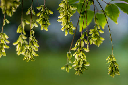 Beautiful green leafs in a public park in Frankfurt, Hesse at a sunny day in summer.の写真素材