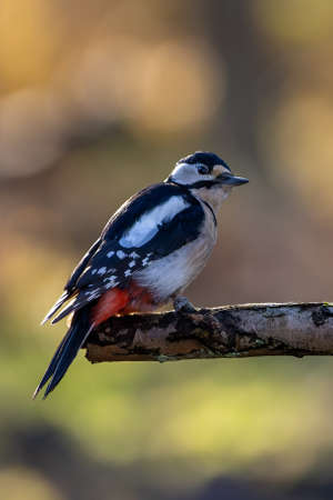 A great-spotted woodpecker in a little forest at the MÃ¶nchbruch pond starting from a branch of a tree at a sunny day in winter. Beautiful blurred bokeh caused by the sun shining through trees.の写真素材