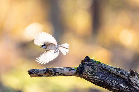 A marsh tit song bird in a little forest next to the MÃ¶nchbruch pond looking for food.の写真素材