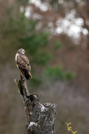 A common buzzard sitting on a tree at a sunny day in winter.の写真素材