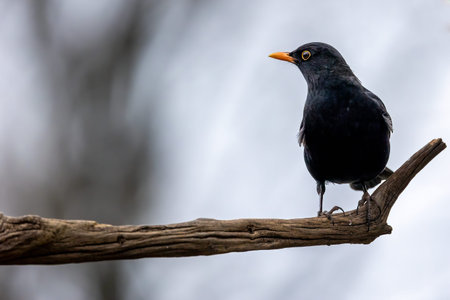 A black bird in a little forest at the MÃ¶nchbruch pond, a natural reserve in Hesse Germany....