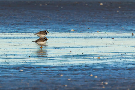 Oystercatcher at a beach in the north of Denmark at a cold and windy day in spring.の写真素材