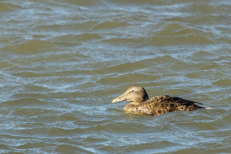 A female eider duck swimming in the sea in the north of Denmark at a windy day in spring.の写真素材