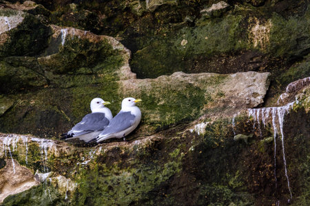Sea gull colony sitting in their nests in a rock at a beach in the north of Denmark at a windy day in spring.の写真素材