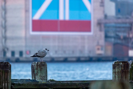 Sea gull standing on a dock in the harbor of Aalborg in the north of Denmark at a windy day in spring.の写真素材