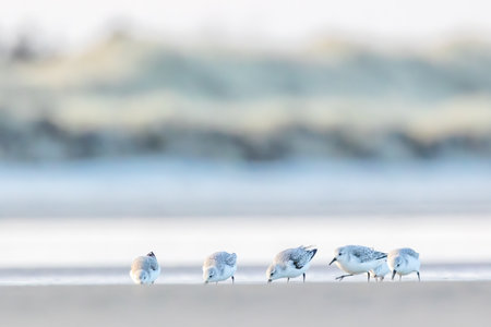A group of sandpipers running along a beach in the north of Denmark at a cold but sunny day in spring.の写真素材