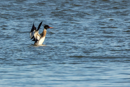 A male red-breasted merganser swimming in the sea in the north of Denmark at a windy but sunny day in spring.の写真素材