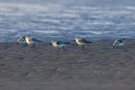 A group of sandpipers running along a beach in the north of Denmark at a cold but sunny day in...