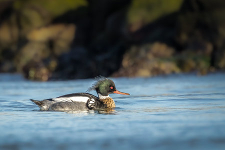 A male red-breasted merganser swimming in the sea in the north of Denmark at a windy but sunny day in spring.の写真素材