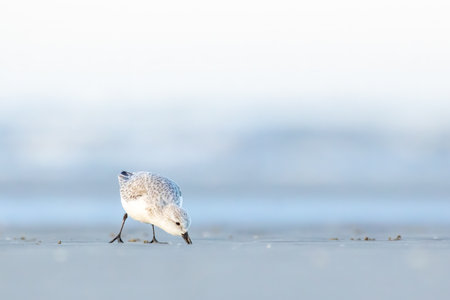 A sandpiper running along a beach in the north of Denmark at a cold but sunny day in spring.の写真素材