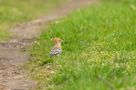 An eurasian hoopoe looking for food at a sunny day in spring.の写真素材