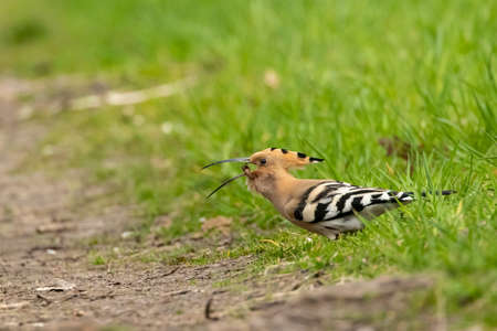 An eurasian hoopoe looking for food at a sunny day in spring.の写真素材
