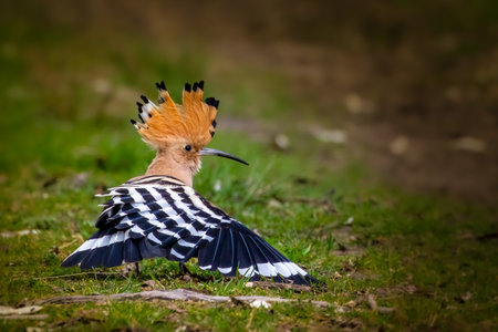 An eurasian hoopoe dancing on a meadow at a sunny day in spring.の写真素材