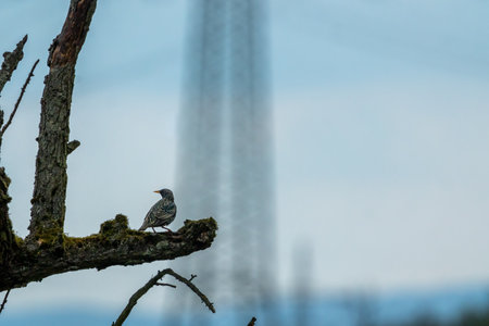 A starling sitting on a branch in the natural reserve called MÃ¶nchbruch in Hesse, Germany.の写真素材