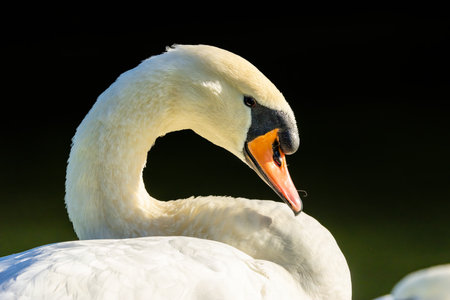 Beautiful white swan at a little lake not far away from Cologne at sunset at a warm day in fall.の写真素材