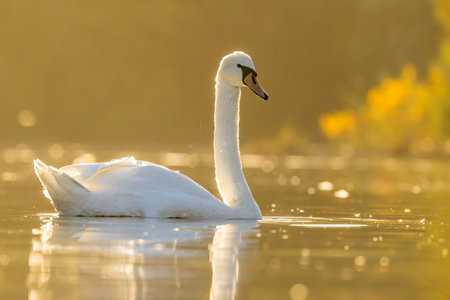 Beautiful white swan in a little lake not far away from Cologne at sunset at a warm day in fall.の写真素材