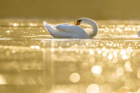 Beautiful white swan in a little lake not far away from Cologne at sunset at a warm day in fall.の写真素材