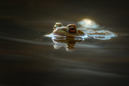 Common toad during toad migration at a sunny day in spring.