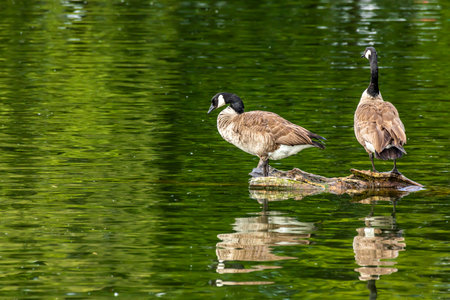 Two canadian geese at a little lake at a natural reserve called MÃ¶nchbruch in Hesse, Germany.の写真素材