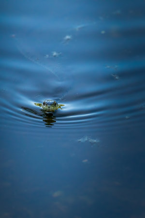 A grass snake swimming in a dirty pond at a sunny day in spring.の写真素材
