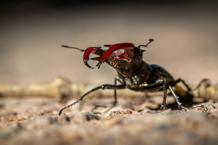 A beautiful male stag beetle in a forest next to Frankfurt at a sunny day in spring.の写真素材