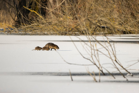 A nutria family running over the fully iced pond at the MÃ¶nchbruch natural reserve in Hesse,...