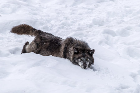 A black wolf is playing in the snow in the wilderness of a forest in Ontario, Canada on a cold day...