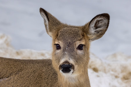 A young female deer in a forest in the wilderness of Ontario, Canada on a cold but sunny day in...