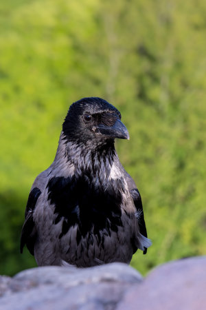 A hooded crow sitting on a wall in Vilnius in Lithuania on a sunny day in summer.