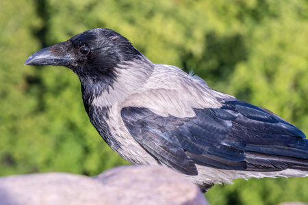 A hooded crow sitting on a wall in Vilnius in Lithuania on a sunny day in summer.の写真素材
