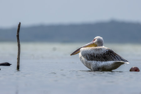 Pink pelican sitting at a lake called Uluabat next to Istanbul, Turkey on a sunny evening in summer.の写真素材