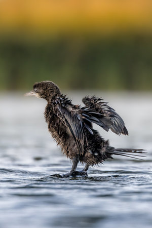 Little dwarf cormorant sitting in a lake called Uluabat next to Istanbul, Turkey on a sunny evening in summer.の写真素材