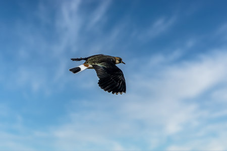A lapwing bird flying above a field on a sunny day in spring.の写真素材