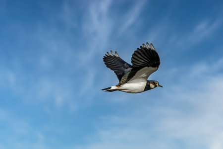 A lapwing bird flying above a field on a sunny day in spring.の写真素材