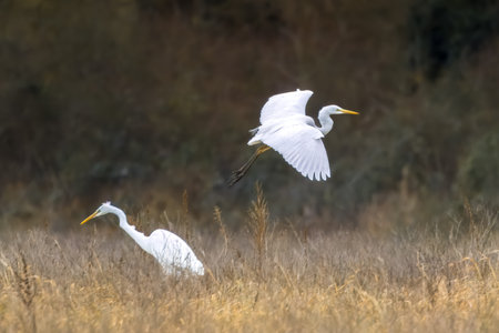 Great egret flying over a wet meadow in Bourges, France at a sunny day in spring.