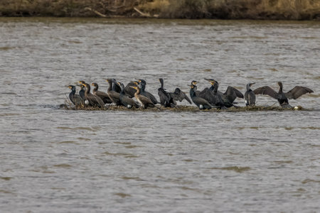 Great cormorants on an island at a little lake on a cloudy day in spring.の写真素材