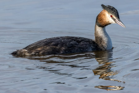 Great crested grebe at a little lake in Bourges, France at a sunny day in spring.