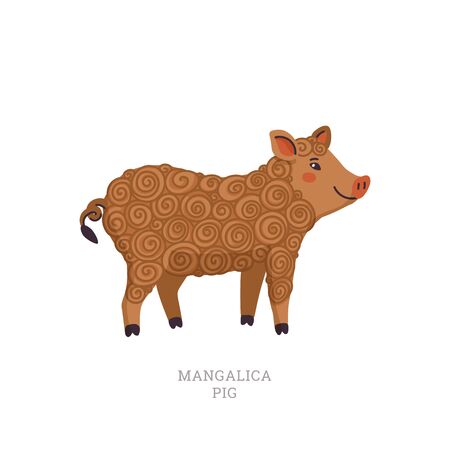 Rare animals collection. Mangalica pig. Unusual Pig breed having a long curly coat like a sheep. Flat style vector illustration isolated on white backgroundのイラスト素材