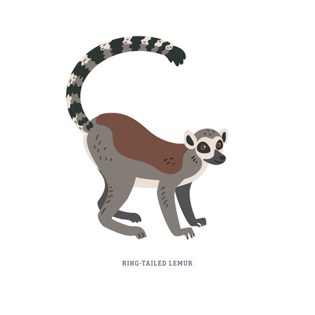 Ring-tailed lemur or Lemur catta - large strepsirrhine primate with long black and white ringed...
