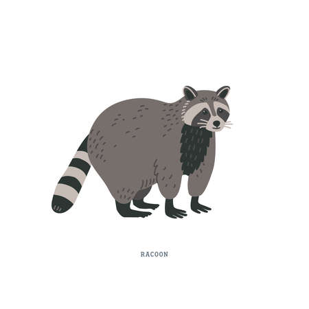 Racoon or Procyon lotor. Racoon - medium-sized mammal animal from North America with dexterous front paws, facial masks, and stripped tail. Simple Colorful vector illustration in flat cartoon style on white background.のイラスト素材